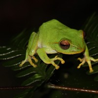 Pseudophilautus stuarti Manamendra-Arachchi & Pethiyagoda, 2005